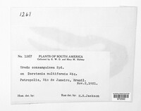Uredo consanguinea image